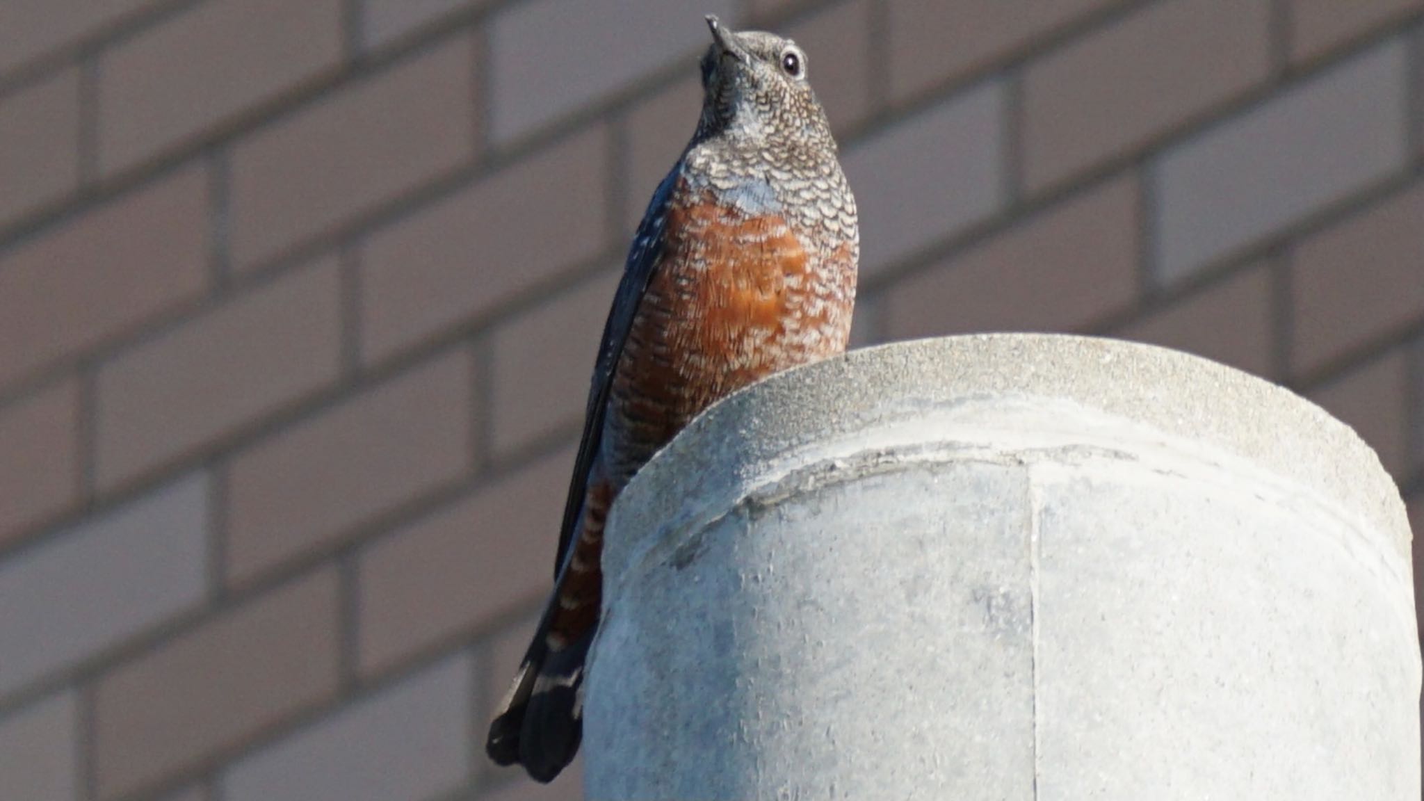 Blue Rock Thrush