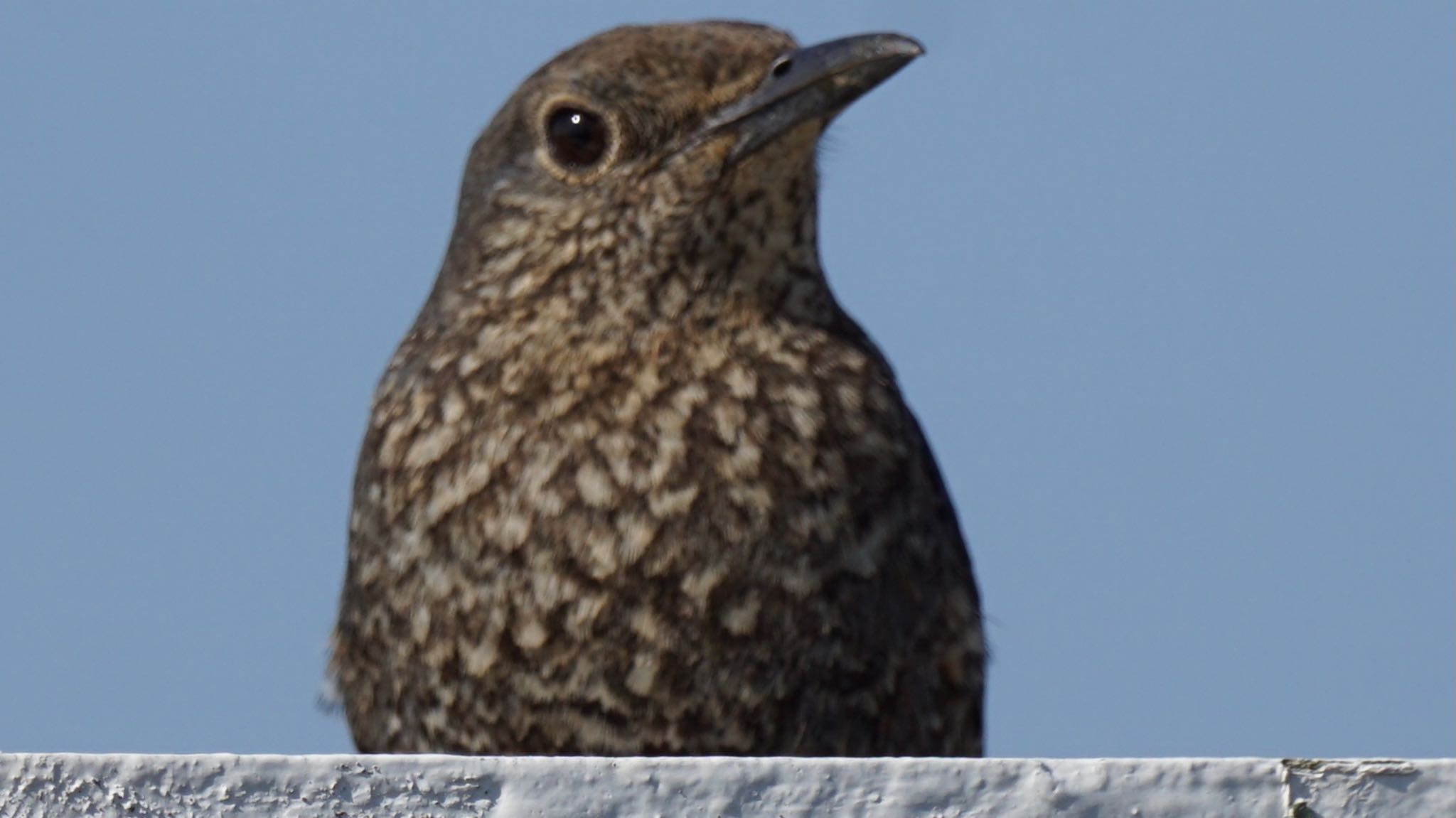 Blue Rock Thrush