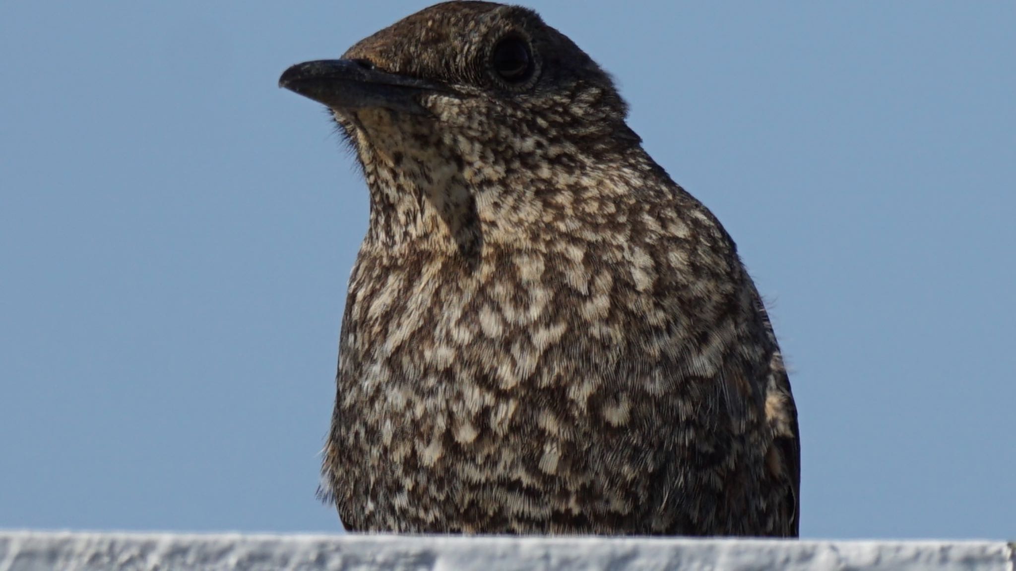 Blue Rock Thrush