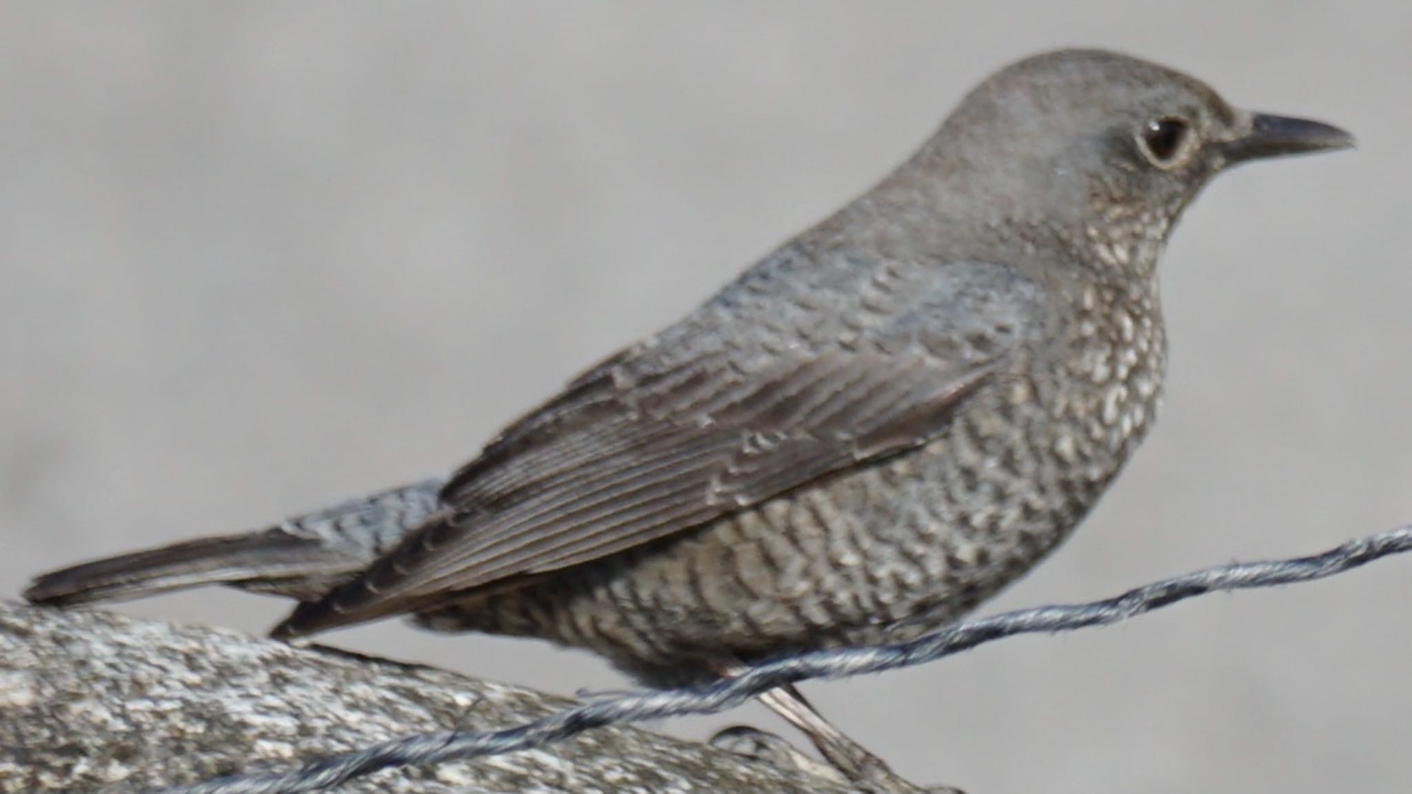 Blue Rock Thrush