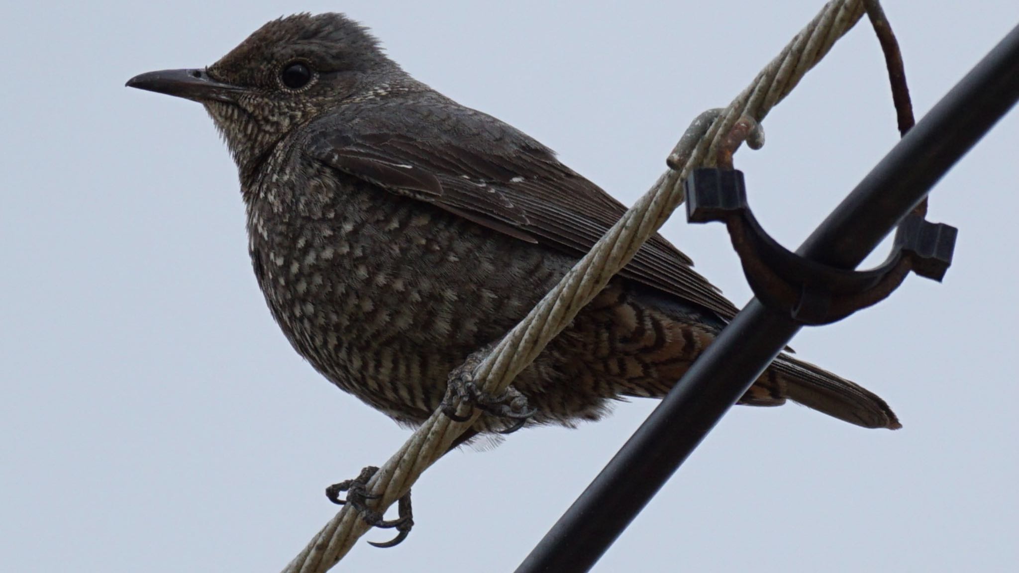 Blue Rock Thrush