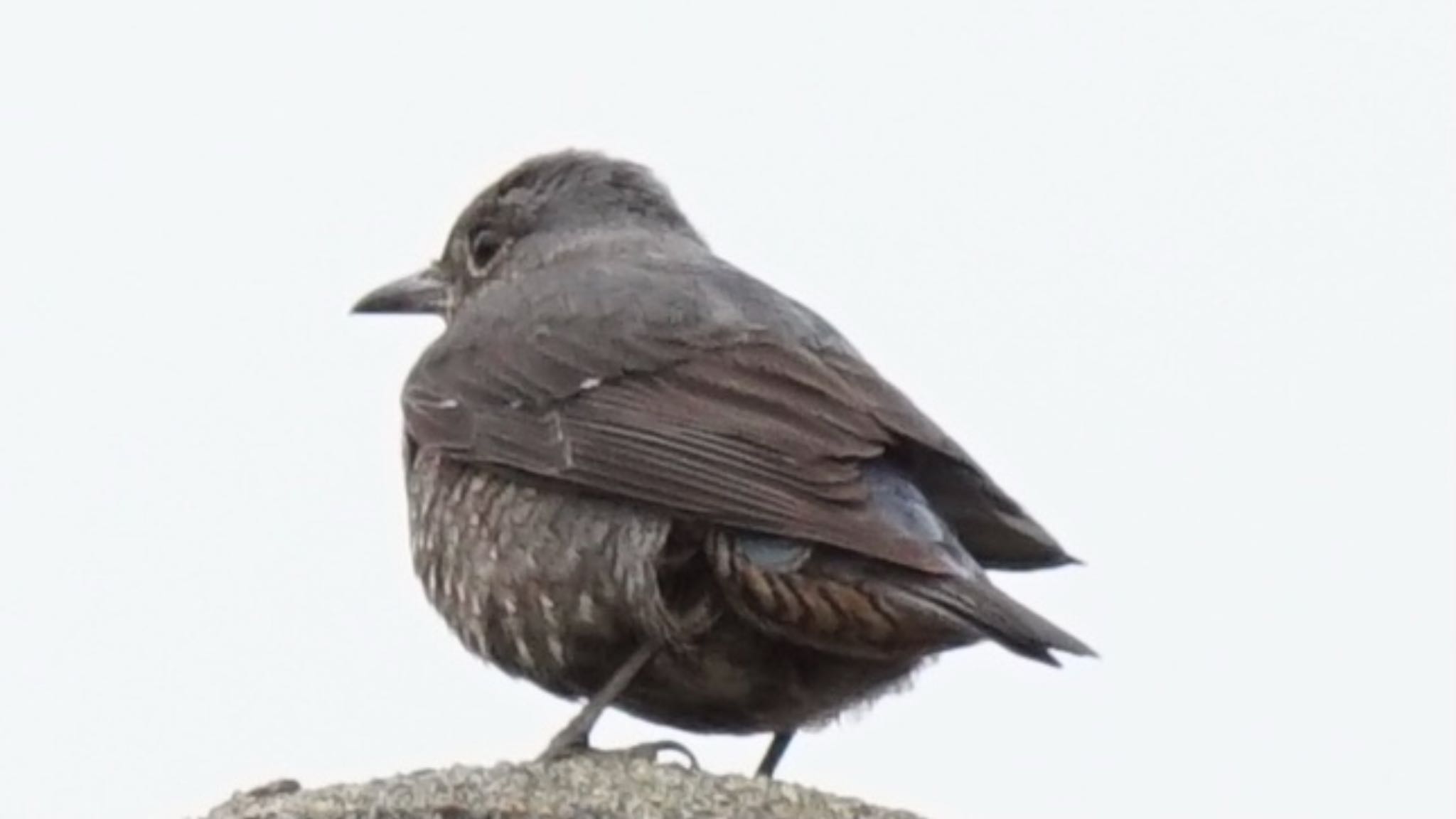 Blue Rock Thrush