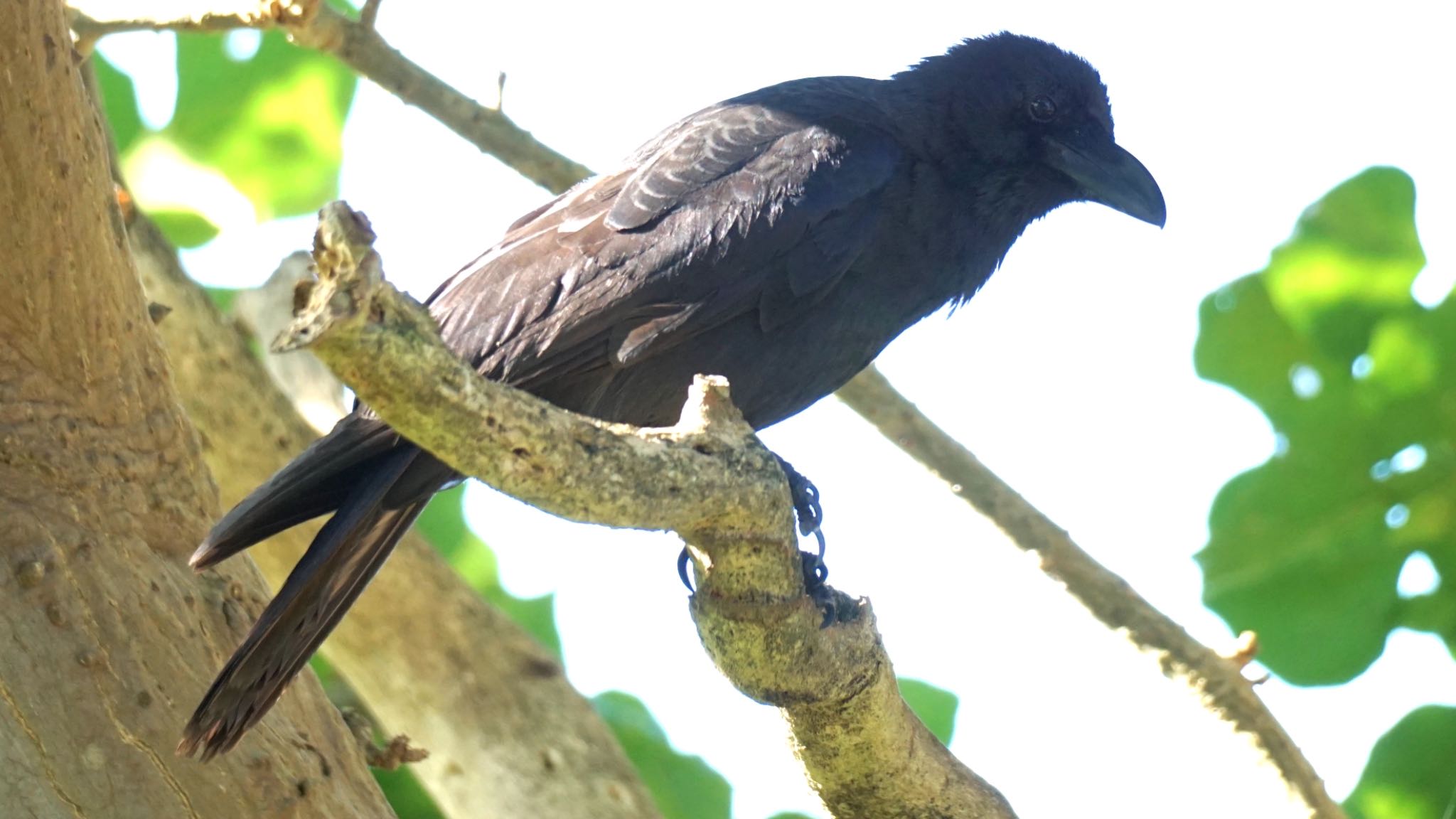 Large-billed Crow(osai)