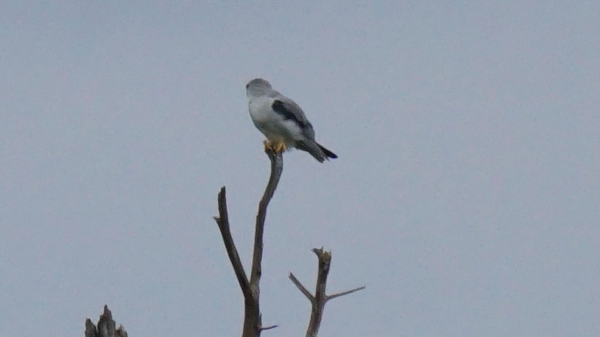 Black-winged Kite