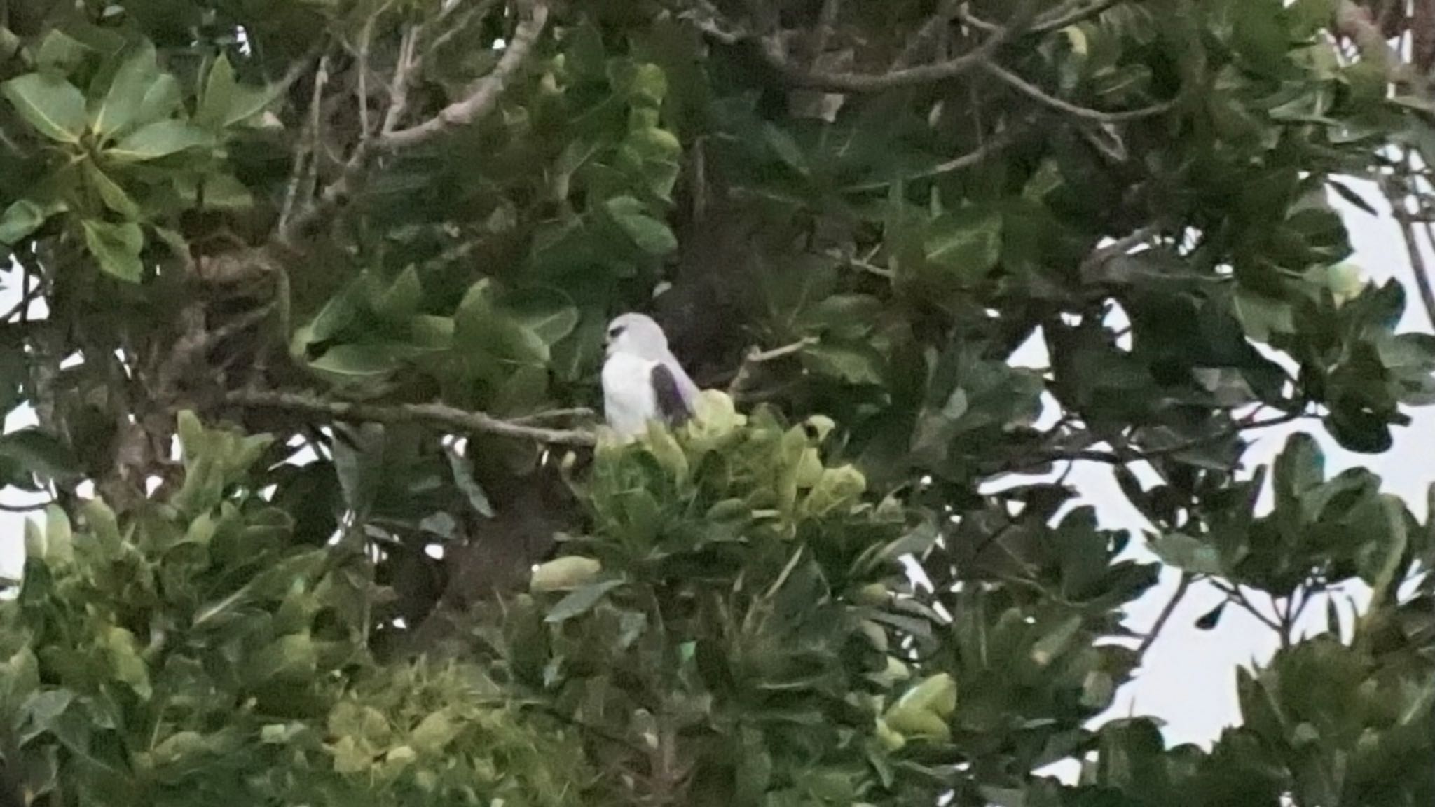 Black-winged Kite