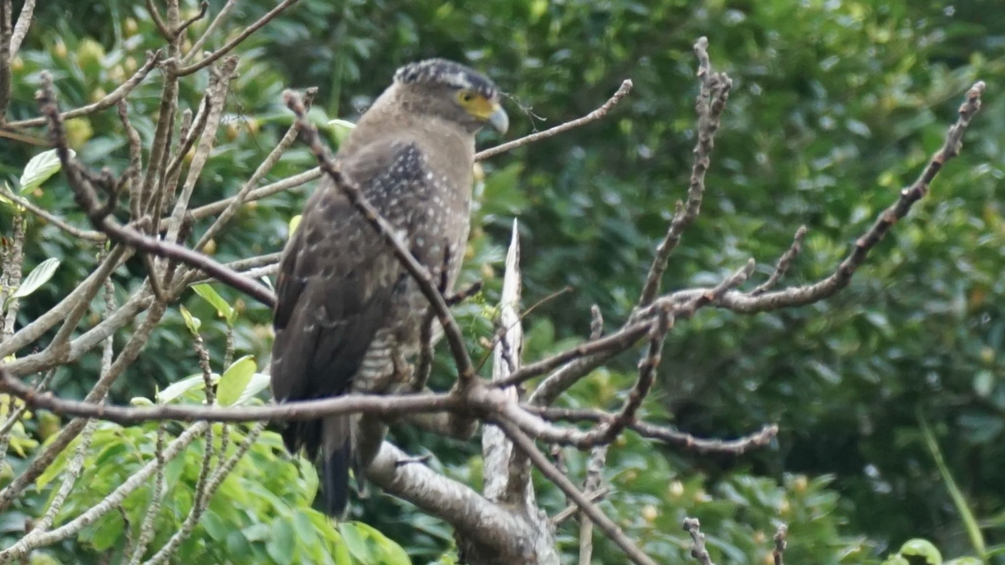 Crested Serpent Eagle