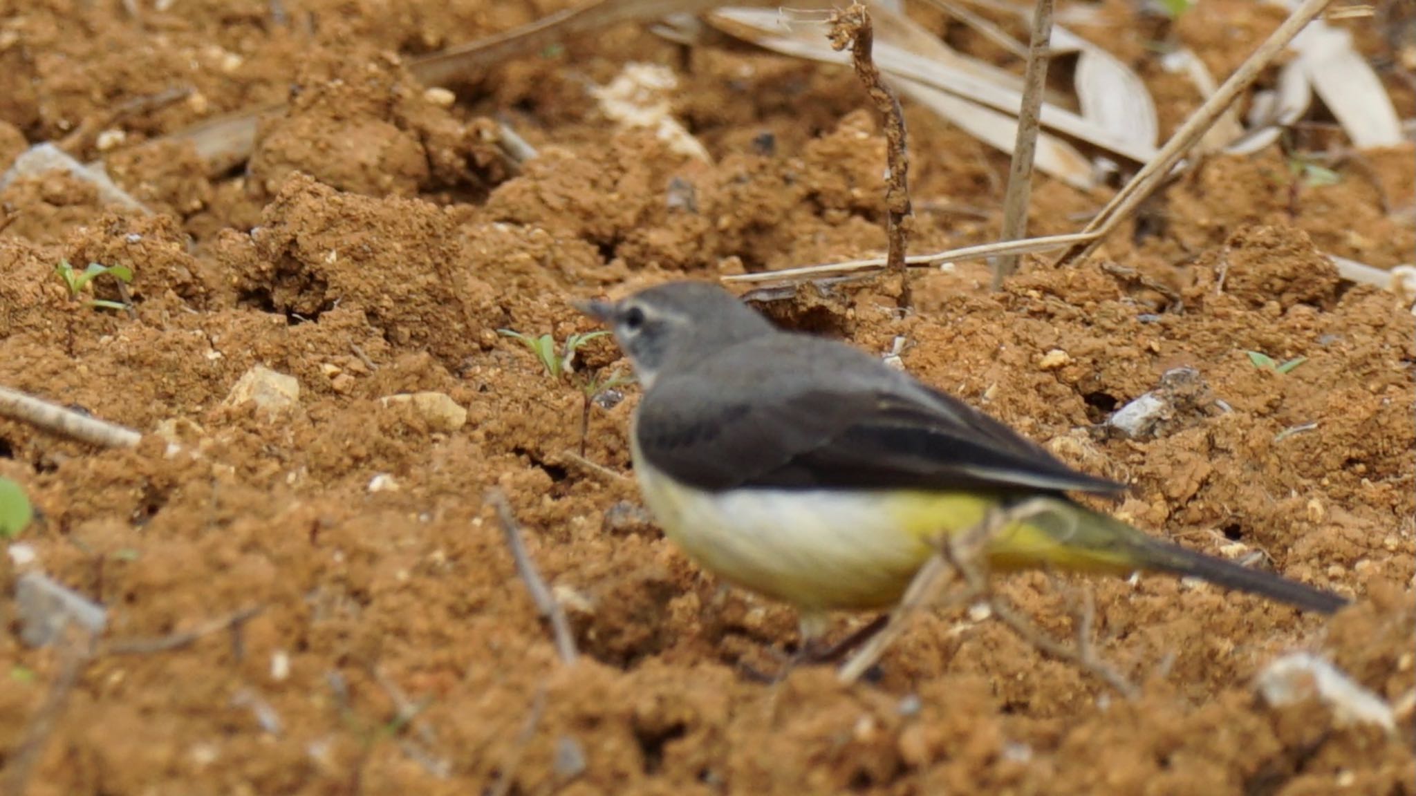 Grey Wagtail