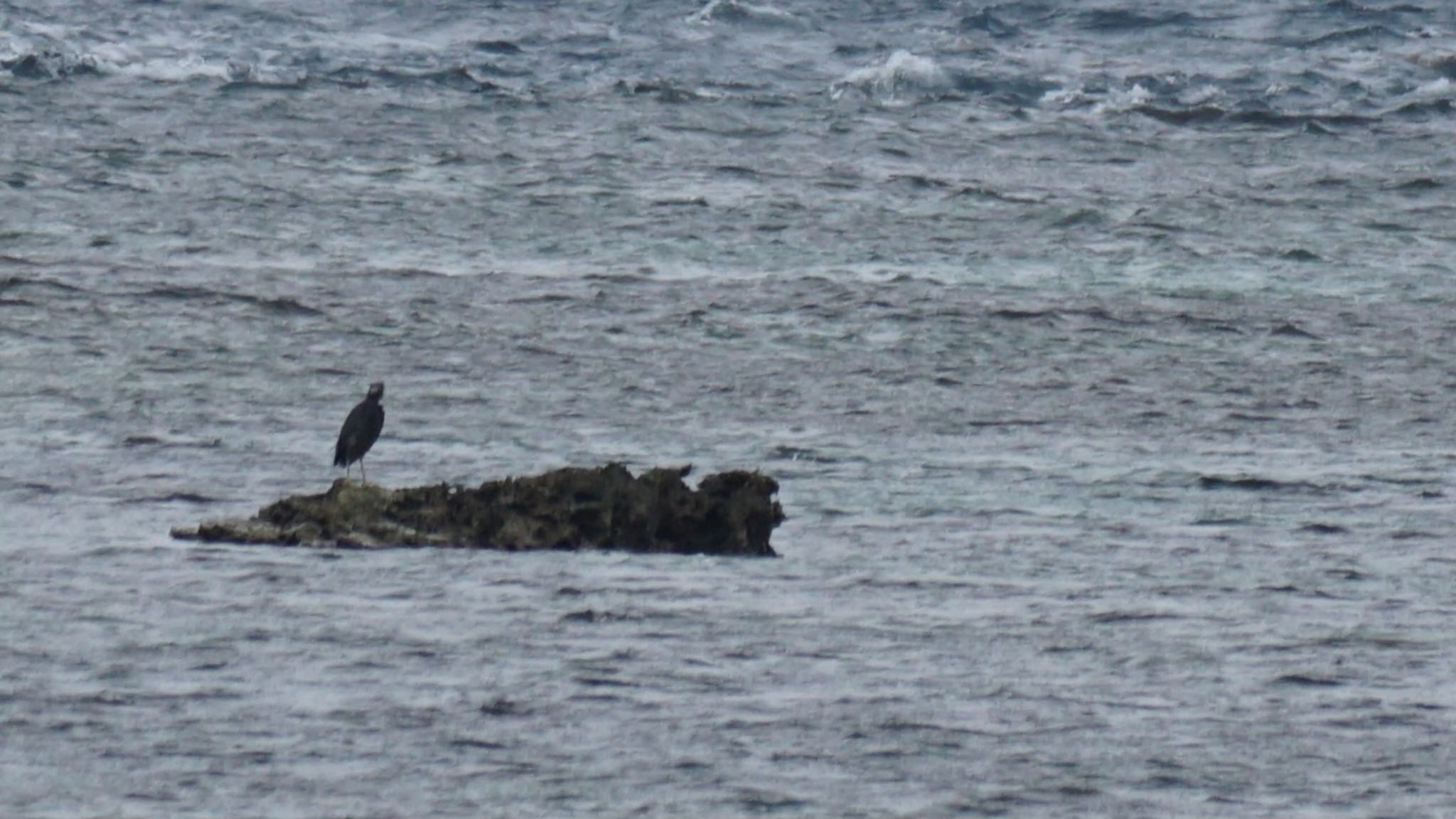 Pacific Reef Heron