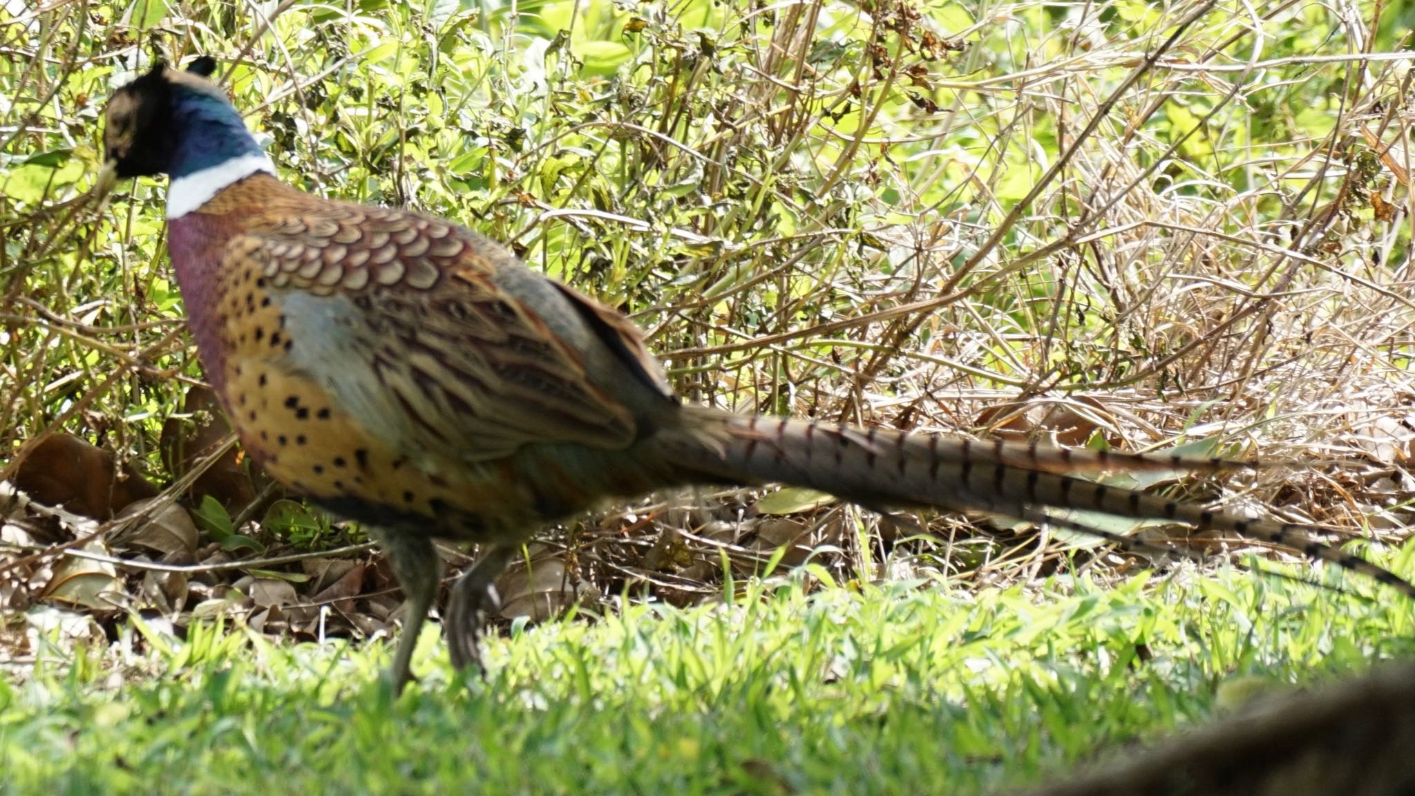 Common Pheasant