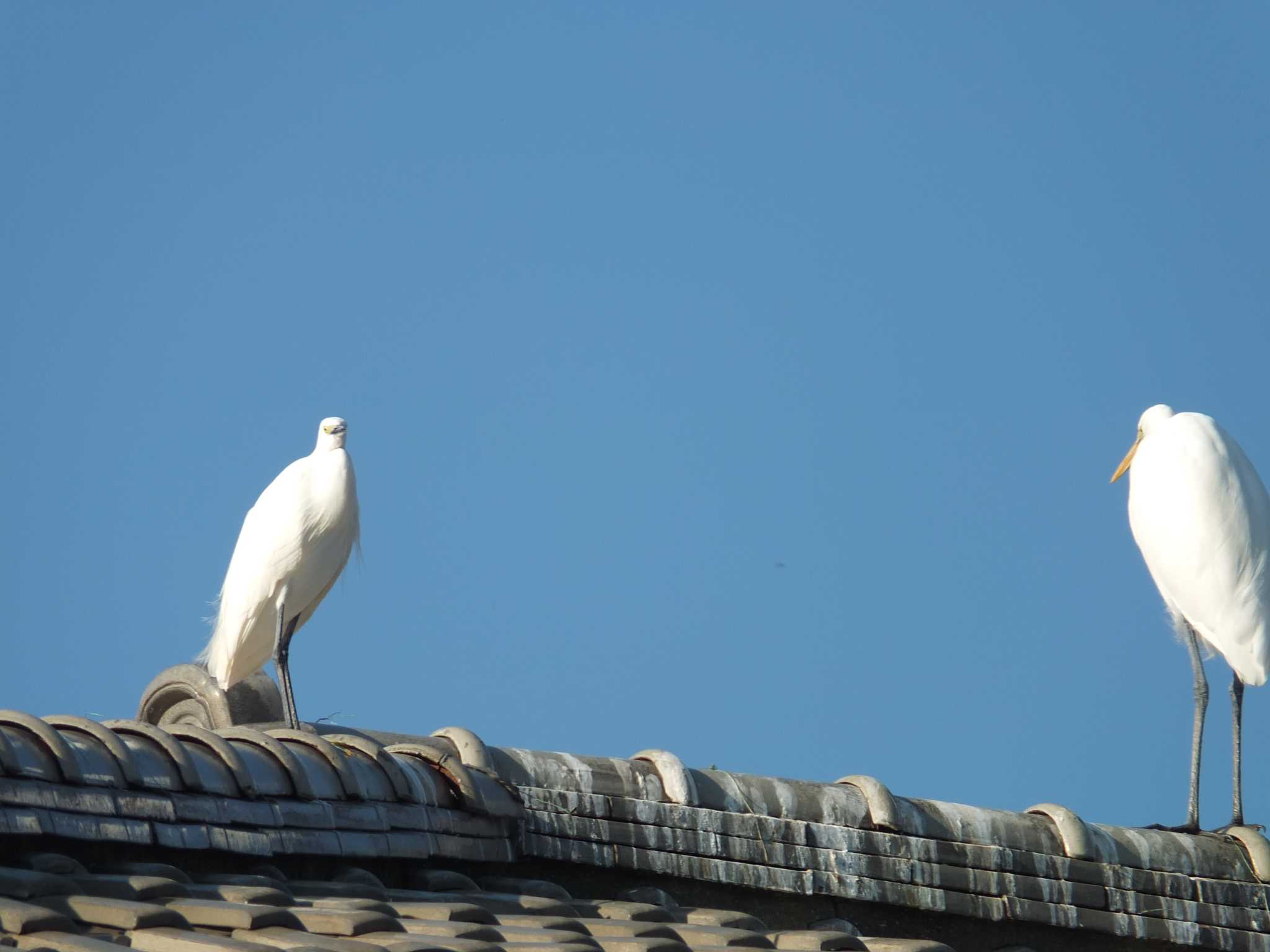 Photo of Medium Egret at 清瀬金山調整池 by chiba