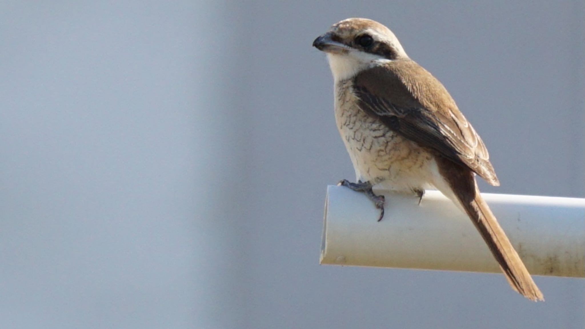 Brown Shrike(lucionensis)