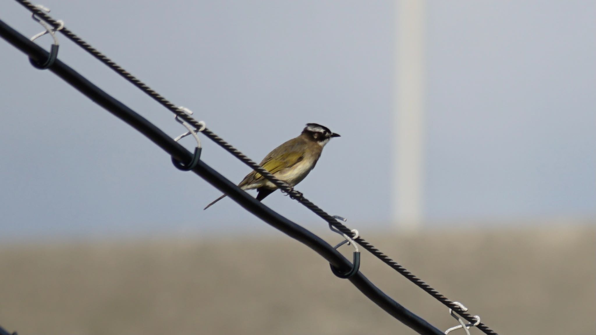 Light-vented Bulbul