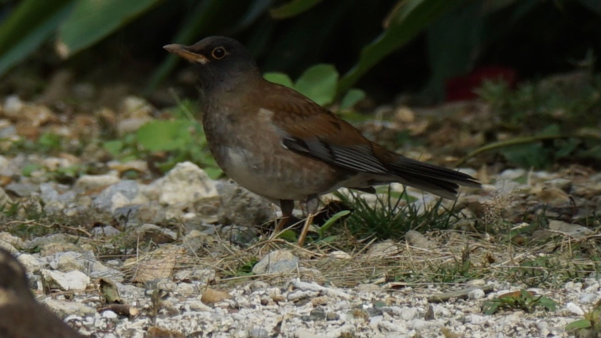 Pale Thrush