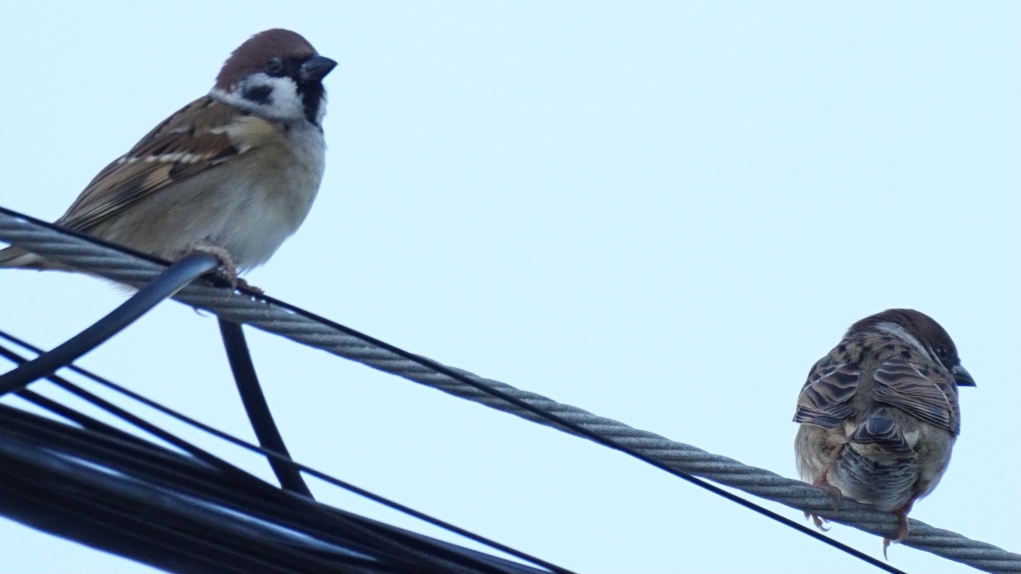 Eurasian Tree Sparrow