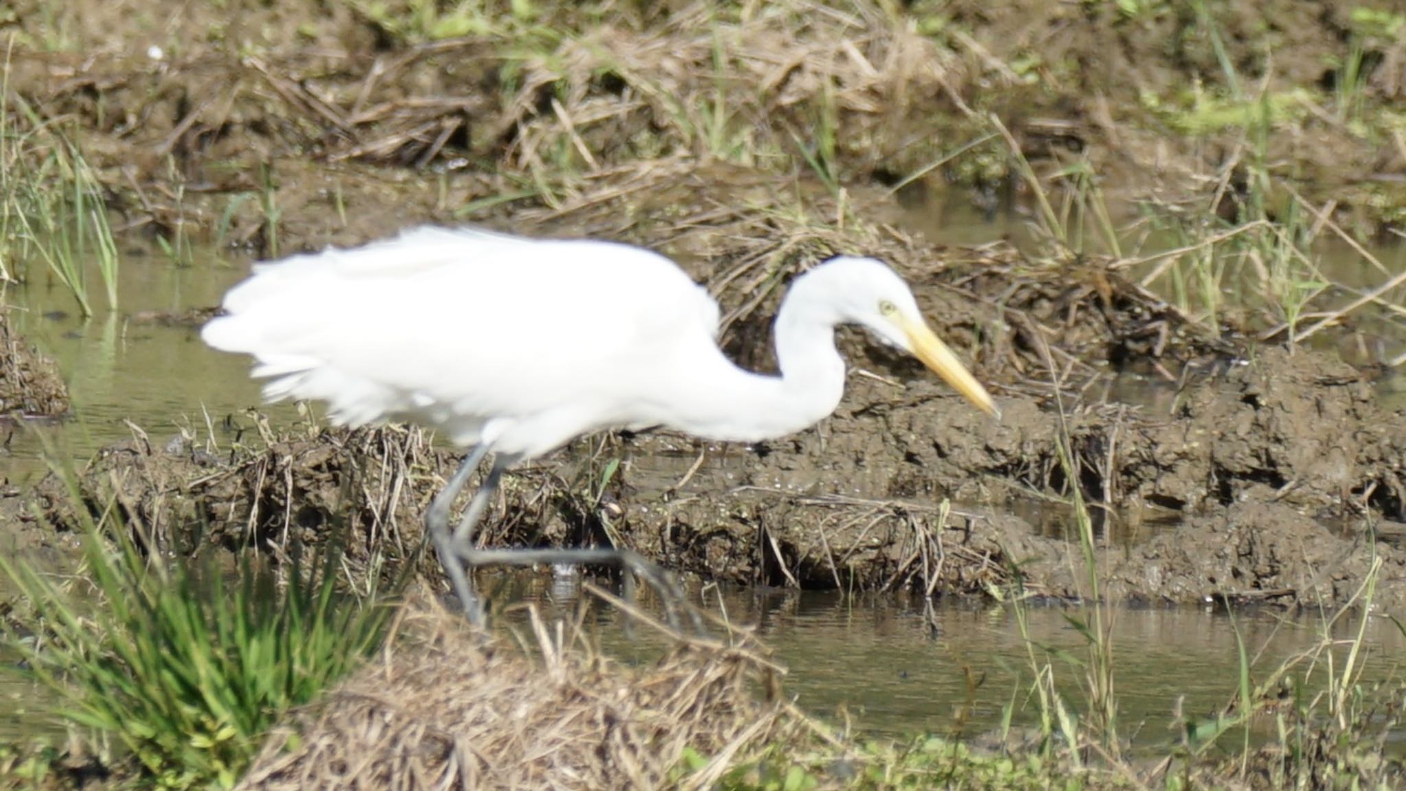 Great Egret