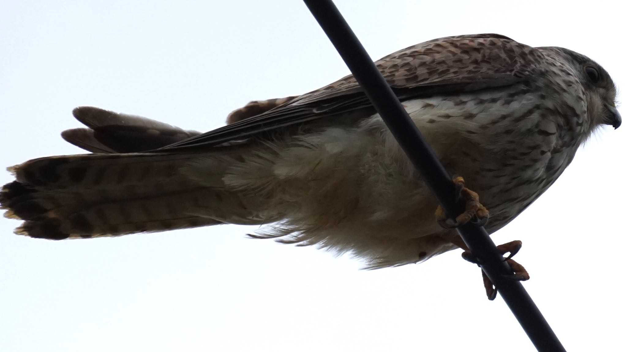 Common Kestrel