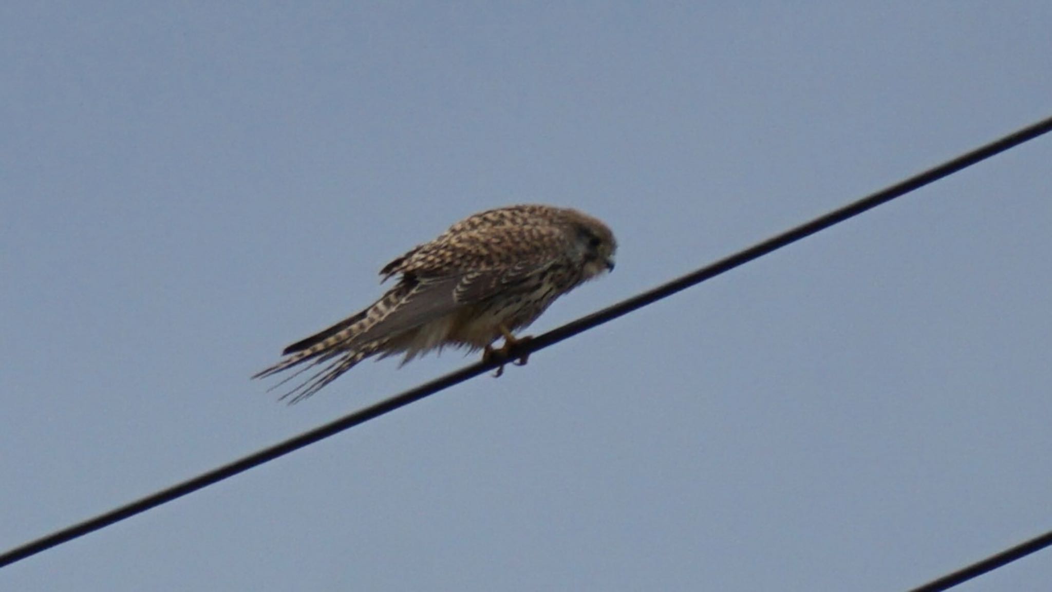 Photo of Common Kestrel at Ishigaki Island by ツピ太郎