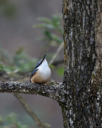 Eurasian Nuthatch Saitama Prefecture Forest Park Sat, 11/26/2016