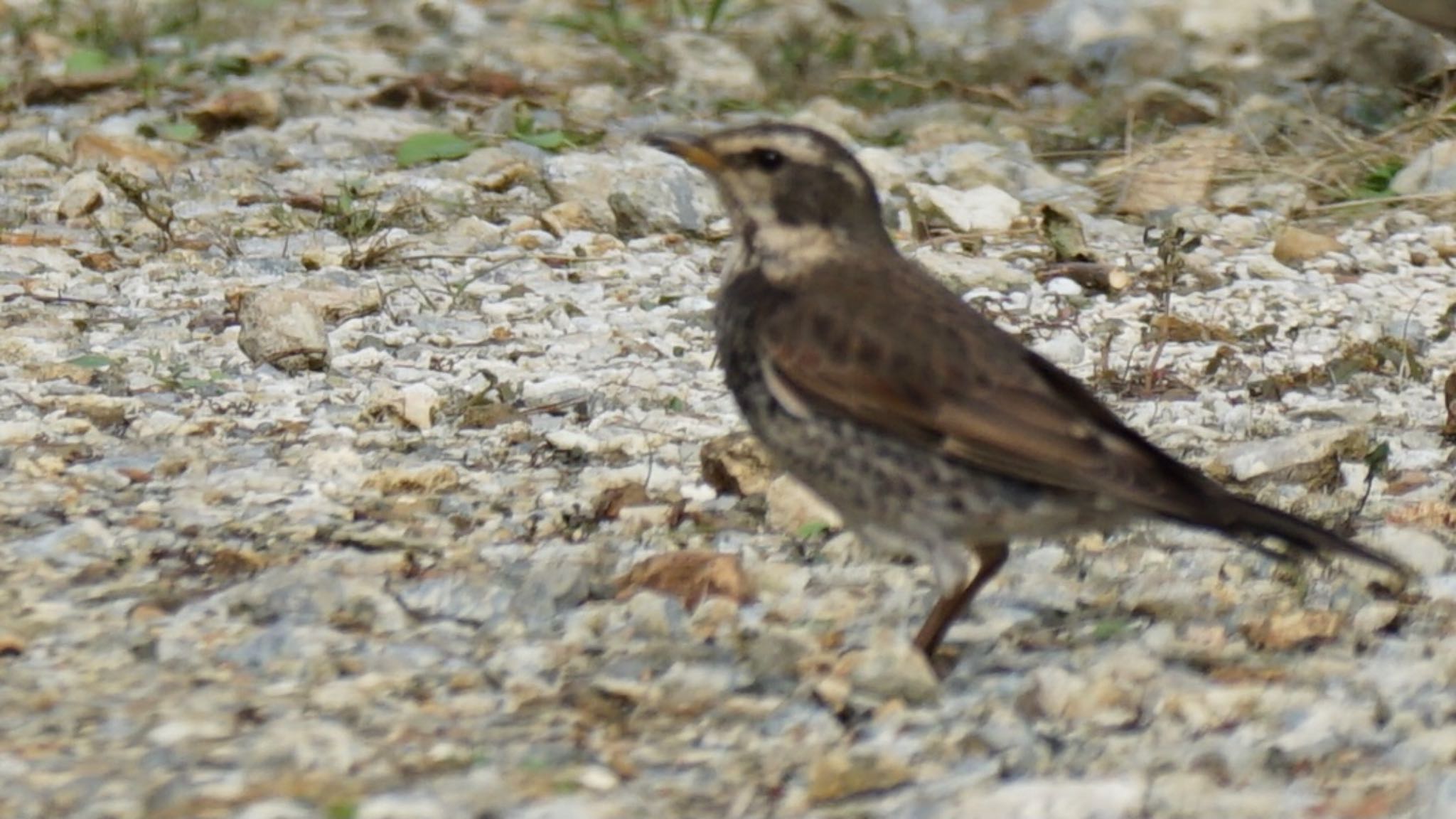 Dusky Thrush