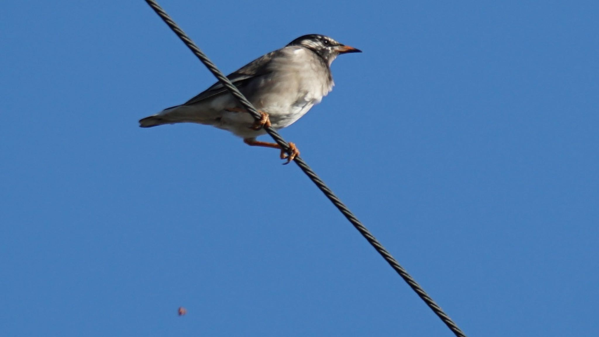 White-cheeked Starling