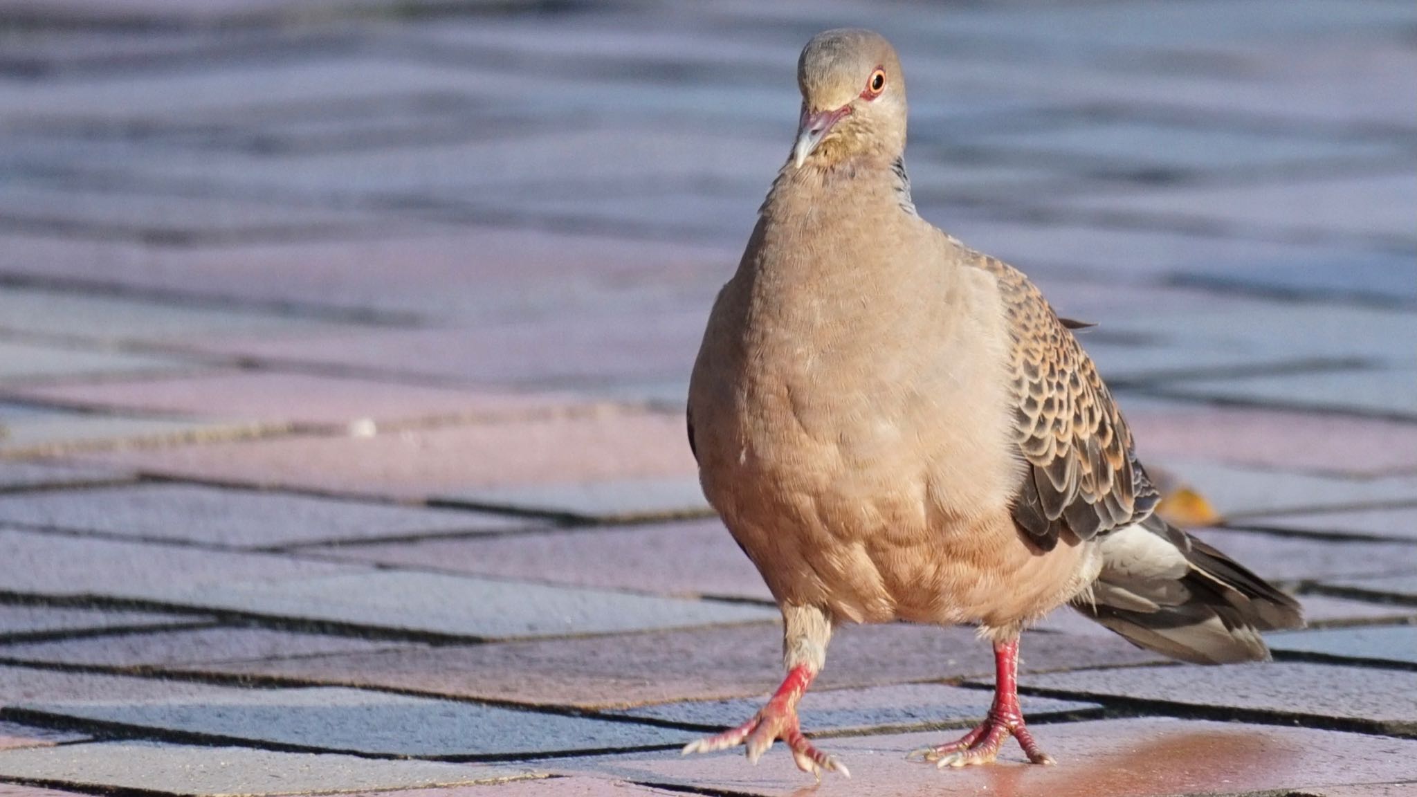 Oriental Turtle Dove(stimpsoni)