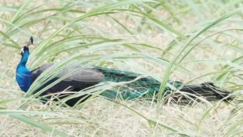 インドクジャク 石垣島 2021年1月2日(土)