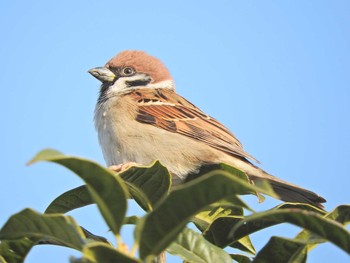 Eurasian Tree Sparrow 埼玉県 所沢市 Tue, 1/5/2021