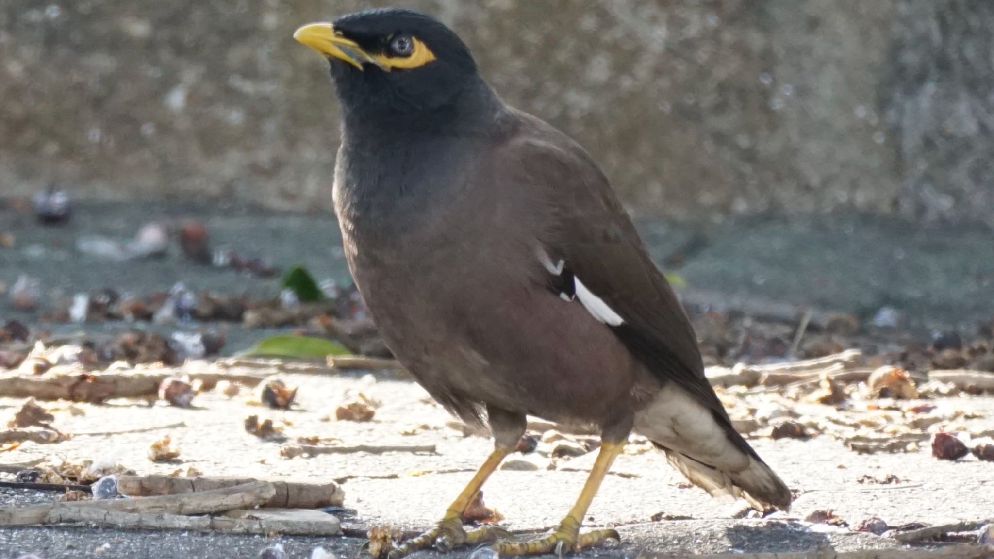 Common Myna