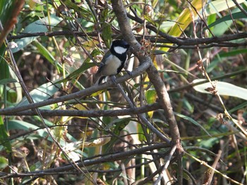 Japanese Tit 清瀬金山調整池 Tue, 11/17/2020