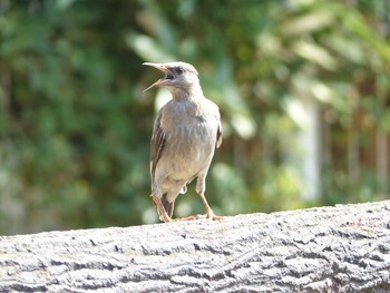 White-cheeked Starling 東京都 東久留米市 Tue, 8/25/2020