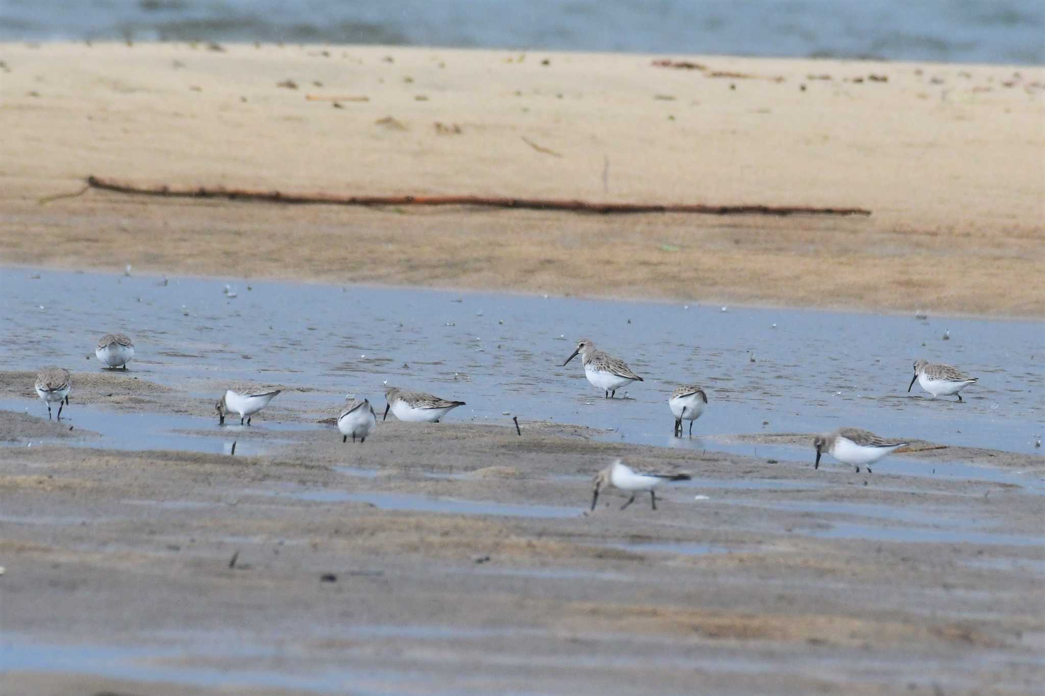 Photo of Dunlin at 田鶴浜野鳥公園 by Semal