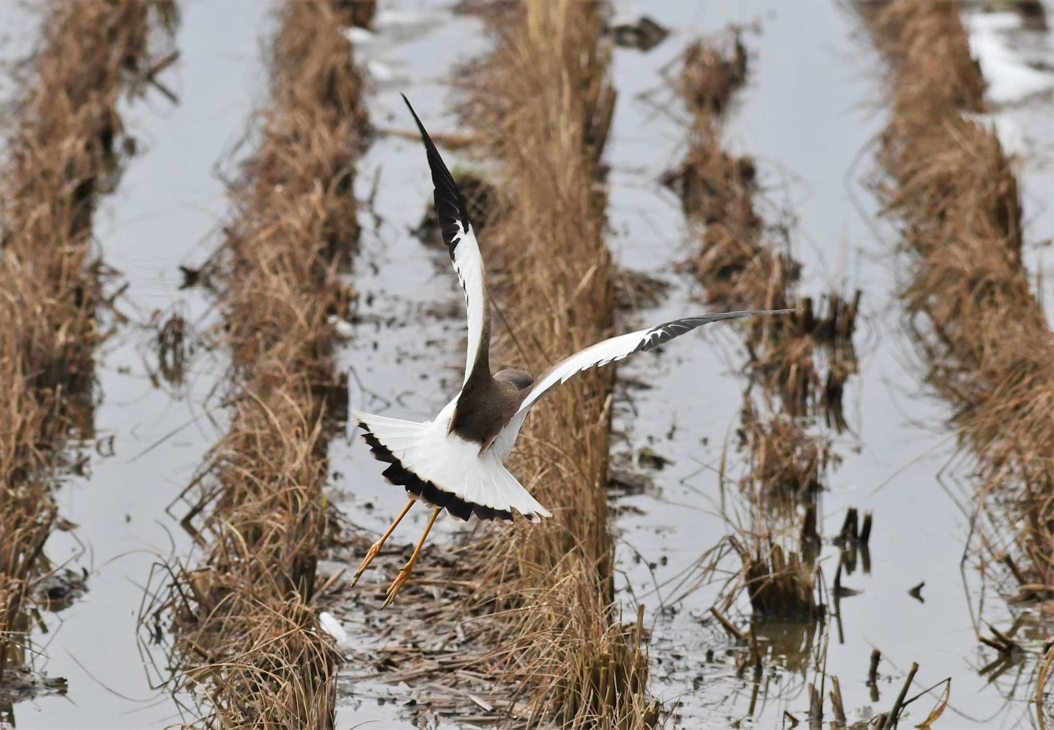 Photo of Grey-headed Lapwing at 田鶴浜野鳥公園 by Semal