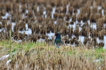 2021年1月4日(月) 田鶴浜野鳥公園の野鳥観察記録