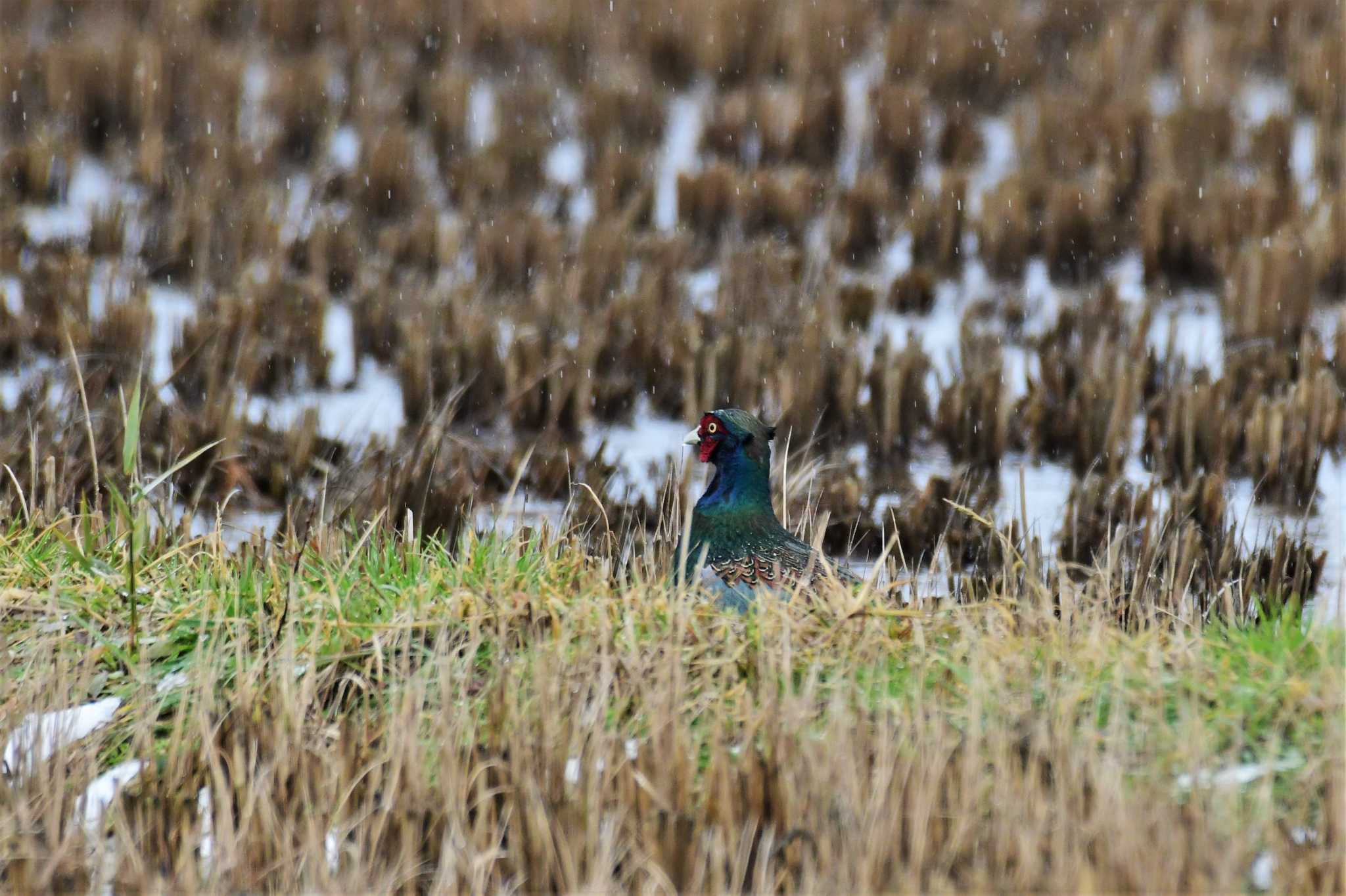 Photo of Green Pheasant at 田鶴浜野鳥公園 by Semal