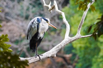 2021年1月5日(火) 三ツ池公園(横浜市鶴見区)の野鳥観察記録