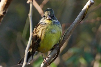 Masked Bunting Asaba Biotope Tue, 11/29/2016