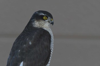 Eurasian Sparrowhawk 自宅庭 Tue, 1/5/2021