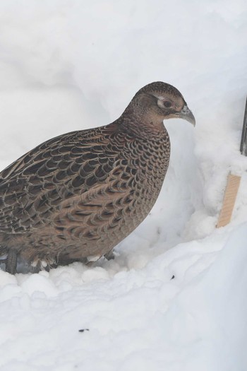 Common Pheasant 自宅庭 Tue, 1/5/2021