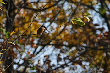 Common Kingfisher Asaba Biotope Tue, 11/29/2016