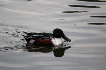 2021年1月5日(火) 石神井公園の野鳥観察記録