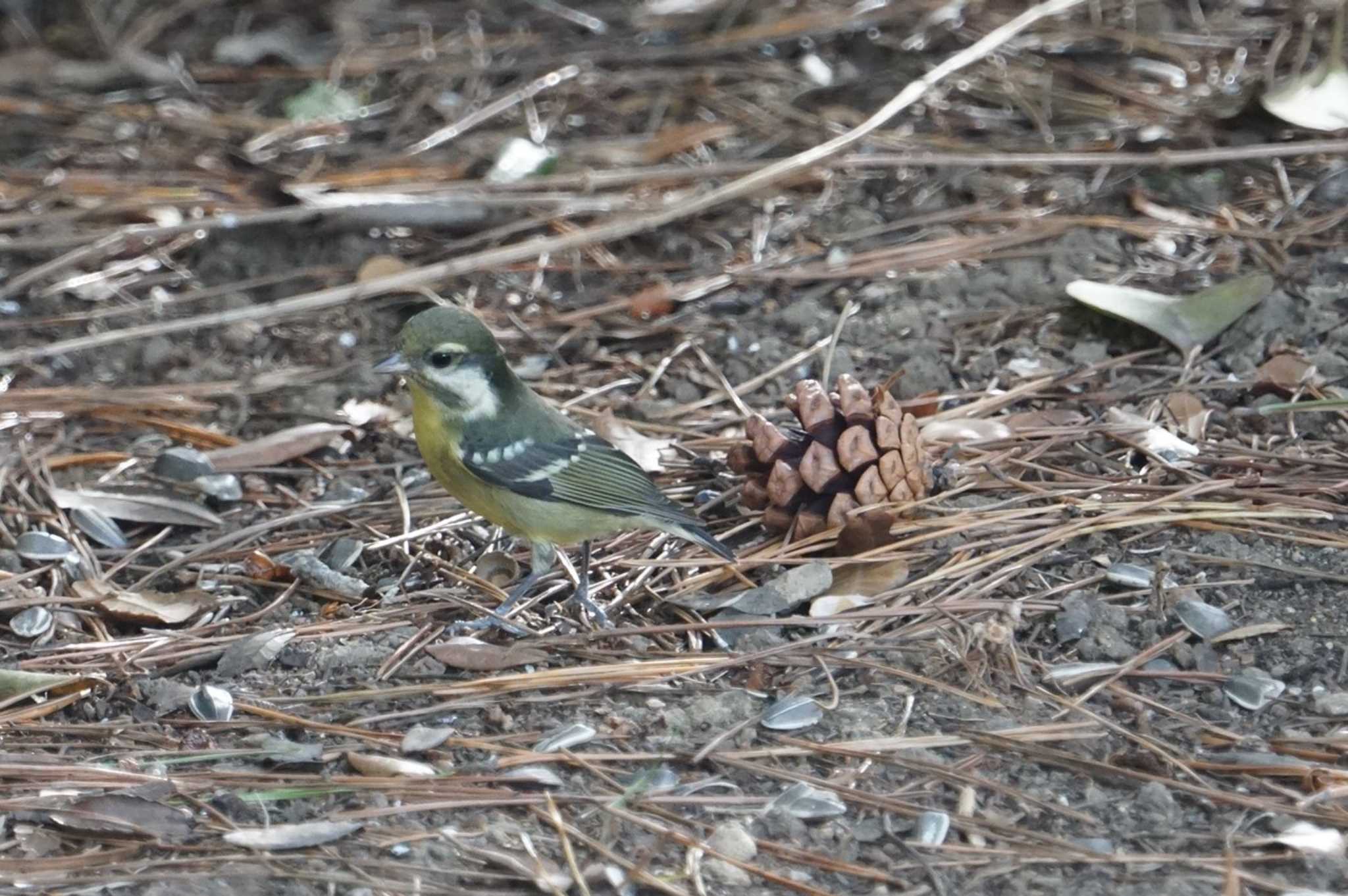 Photo of Yellow-bellied Tit at 浜寺公園 by マル