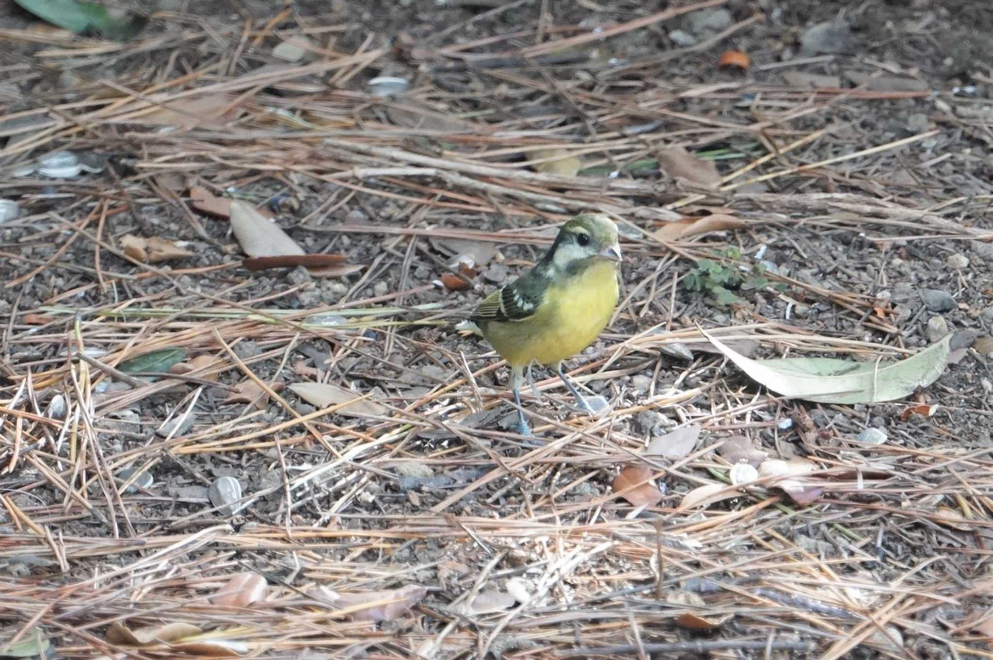 Photo of Yellow-bellied Tit at 浜寺公園 by マル