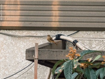 Daurian Redstart Unknown Spots Tue, 1/5/2021