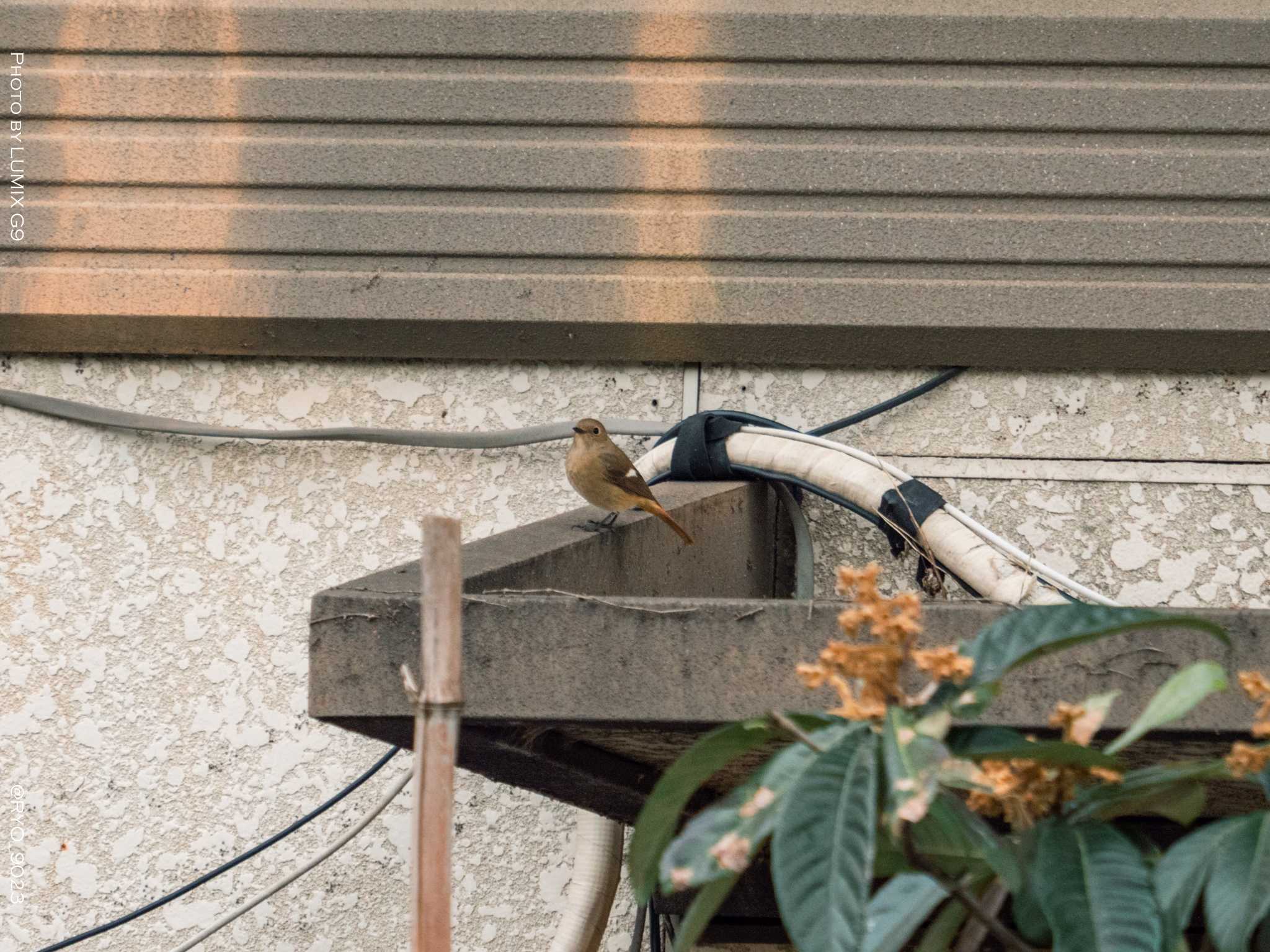  ジョウビタキの写真 by Ryo_9023