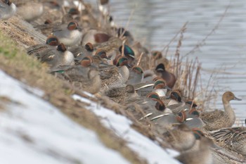 コガモ 滋賀県恵美須池・水鳥公園 2021年1月5日(火)