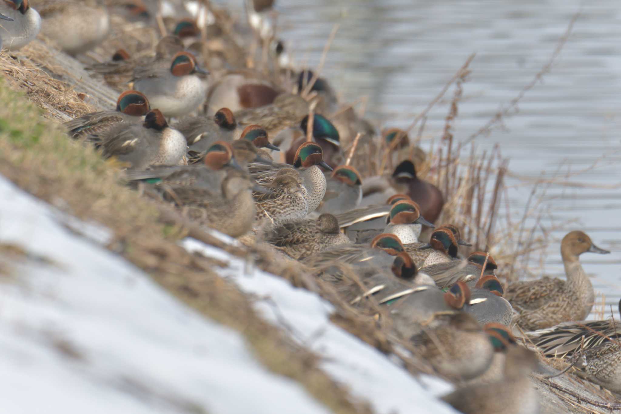 滋賀県恵美須池・水鳥公園 コガモの写真 by masatsubo