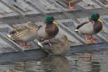 マガモ 滋賀県恵美須池・水鳥公園 2021年1月5日(火)