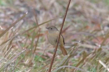 ジョウビタキ 滋賀県河辺いきものの森 2021年1月5日(火)