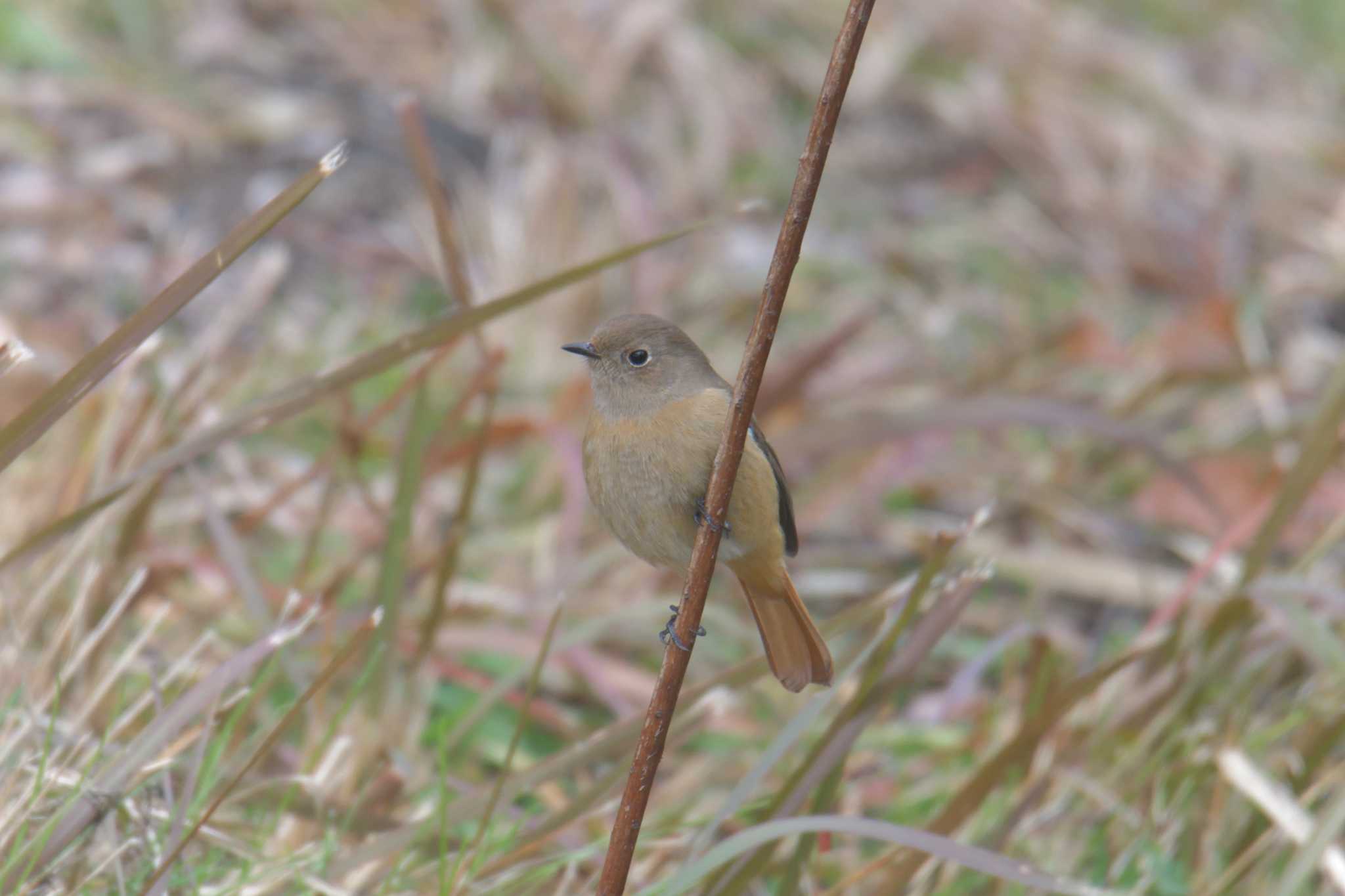 滋賀県河辺いきものの森 ジョウビタキの写真 by masatsubo