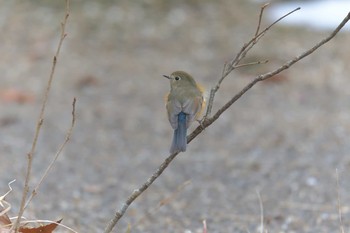 ルリビタキ 滋賀県河辺いきものの森 2021年1月5日(火)